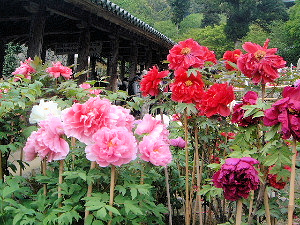 長谷寺ぼたん