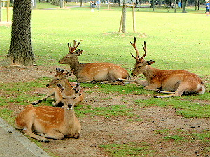 奈良公園の鹿