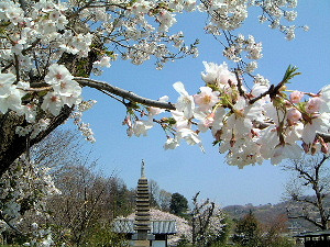 般若寺に咲く桜