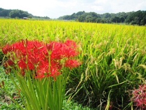 飛鳥に咲くヒガンバナ