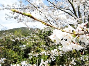 三輪山と桜