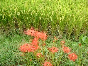 飛鳥のヒガンバナ　彼岸花