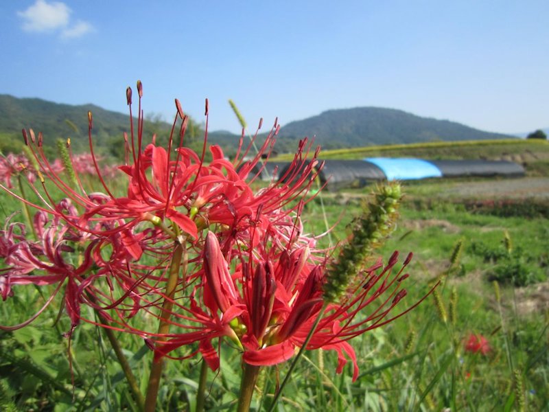 奈良県桜井市の三輪山