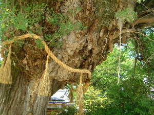 葛城一言主神社の乳銀杏