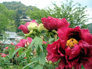 hasedera temple