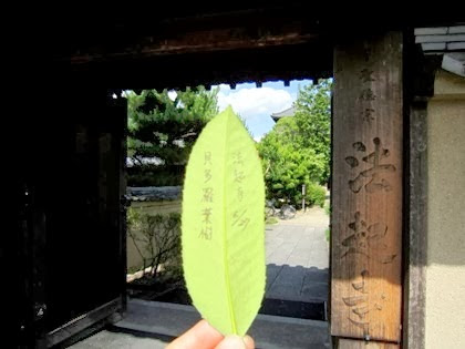 法起寺のバイタラヨウ