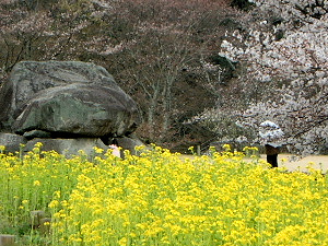 石舞台古墳の菜の花