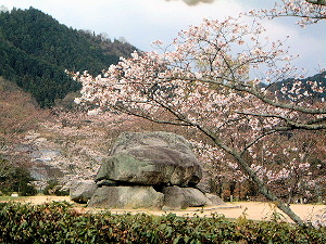 石舞台古墳の桜