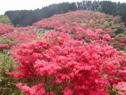 葛城高原のツツジ