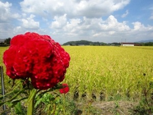 鶏頭の花　香久山