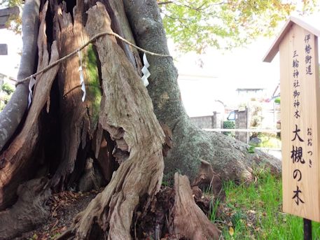 三輪神社の槻