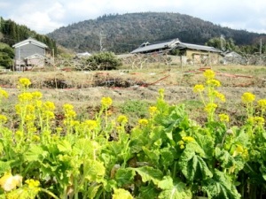 山の辺の道に開花する菜の花