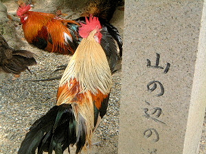 yamanobe-no-michi cock