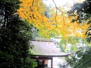 大神神社の紅葉