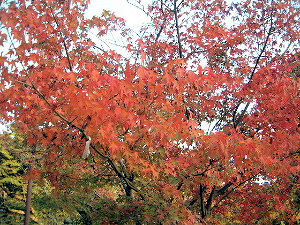 談山神社の紅葉