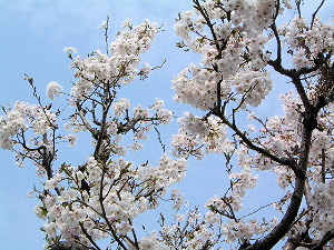 桜の花