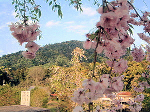 三輪山と桜