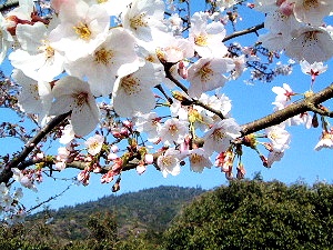 三輪山と桜