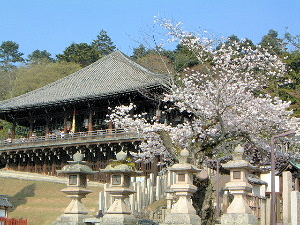 東大寺二月堂の桜