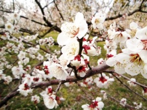 山の辺の道の梅