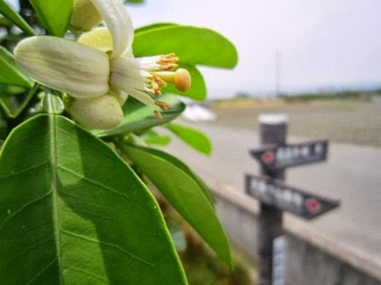 山の辺の道の蜜柑の花